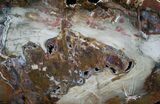 Beautiful Hubbard Petrified Wood Slab - x #7625-2